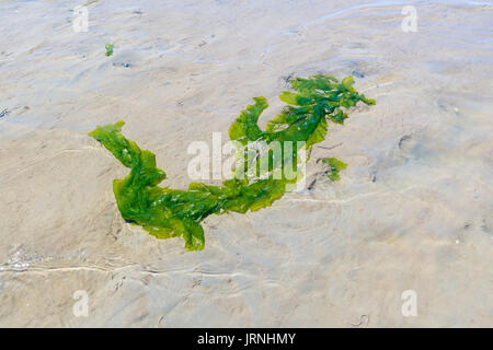 Floating meer Kopfsalat in Plätschern seichten Wasser von Sand flach bei Ebbe am Wattenmeer, Niederlande