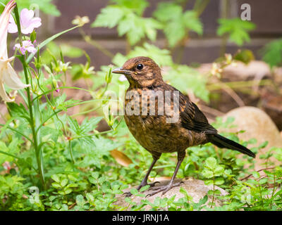 Portrait des Jugendlichen gemeinsame Amsel, Turdus merula, stehend auf Rock im Garten mit Pflanzen und Blumen Stockfoto