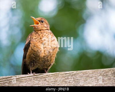 Portrait des Jugendlichen gemeinsame Amsel, Turdus merula, Betteln mit offenem Mund stehen auf Holzbalken im Garten mit bokeh Hintergrund Stockfoto