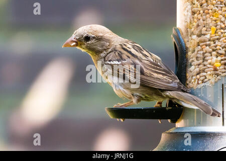 Portrait von weiblichen house Sparrow, Passer domesticus, essen Samen von Bird Feeder und bokeh Hintergrund Stockfoto