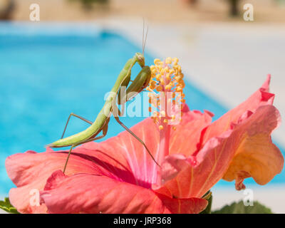 Ayamonte, Spanien 6. August 2017. Eine Gottesanbeterin auf eine Blume von einem Schwimmbad in Andalusien, Spanien während der "Luzifer" Hitzewelle in Europa. Bildnachweis: CBCK-Christine/Alamy Live-Nachrichten Stockfoto