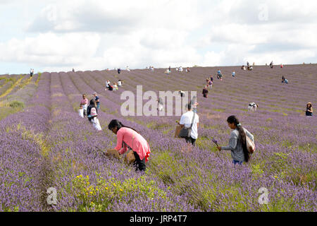 Lavender Farm, Hitchin, UK. 6. August 2017. Menschen, die die Stecklinge von Lavendula oder Lavendelblüten in Feldern in Hitchin Hertfordshire England an warmen sonnigen Sonntag im August. Martin Parker/Alamy Live-Nachrichten Stockfoto