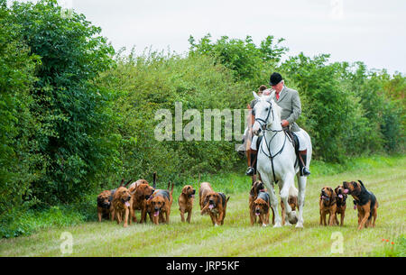 Cranwell, Lincoln, Lincolnshire, UK.  6. August 2017.  Cranwell Bluthunde zuerst Ausreiten und Hound Übung der Saison zog mehr als fünfzig unterstützt und Anhänger, die meisten fahren an einem Sonntag Sommernachmittag.  Die Jagd Meister Herr Phil Broughton MH ersichtlich, führt die Jagdhunde und bläst seine Jagdhorn "für Zuhause" als sie in der Nähe der Jagd Zwingern.  Bildnachweis: Matt Limb OBE/Alamy Live-Nachrichten Stockfoto