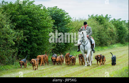 Cranwell, Lincoln, Lincolnshire, UK.  6. August 2017.  Cranwell Bluthunde zuerst Ausreiten und Hound Übung der Saison zog mehr als fünfzig unterstützt und Anhänger, die meisten fahren an einem Sonntag Sommernachmittag.  Die Jagd Meister Herr Phil Broughton MH können gesehen werden, führt die Jagdhunde und bläst seine Jagdhorn "für Zuhause" als sie in der Nähe der Jagd Zwingern.  Bildnachweis: Matt Limb OBE/Alamy Live-Nachrichten Stockfoto