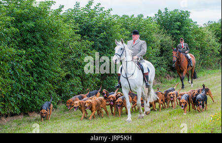 Cranwell, Lincoln, Lincolnshire, UK.  6. August 2017.  Cranwell Bluthunde zuerst Ausreiten und Hound Übung der Saison zog mehr als fünfzig unterstützt und Anhänger, die meisten fahren an einem Sonntag Sommernachmittag.  Die Jagd Meister Herr Phil Broughton MH kann gesehen werden, führt die Jagdhunde.  Bildnachweis: Matt Limb OBE/Alamy Live-Nachrichten Stockfoto