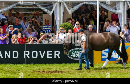 Gatcombe, Gloucestershire, UK. 6. August 2017. Festival British Eventing... Valegro Gewinner von 2 Medaillen für Dressur mit Reiter Charlotte Dujardin olympisches Gold. Bildnachweis: Charlie Bryan/Alamy Live News Stockfoto