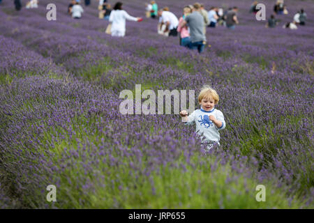 Hitchin, Hertfordshire, Lavendel, Cadwell Farm. UK 6. August 2017 - ein Kind in Lavendel an einem sonnigen und warmen Augusttag in Hitchin Lavendel in Cadwell Farm, in der Nähe von Ickleford in Hertfordshire eingereicht. Bildnachweis: Dinendra Haria/Alamy Live-Nachrichten Stockfoto