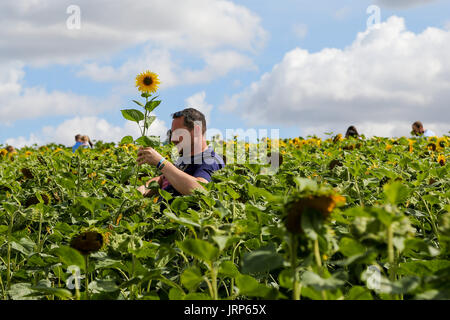 Hitchin, Hertfordshire, Lavendel, Cadwell Farm. UK 6. August 2017 - Sonnenblumen in voller Blüte, als Hunderte von Besuchern kommen nach Cadwell Bauernhof in der Nähe von Ickleford in Hertfordshire. Berühmt für seine Felder Lavendel und Sonnenblumen, die Farm wächst auch ein weites Feld an attraktiven Sonnenblumen für Besucher zu genießen. Bildnachweis: Dinendra Haria/Alamy Live-Nachrichten Stockfoto