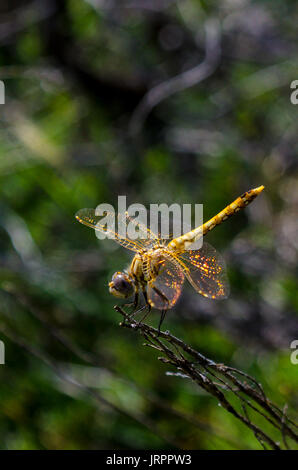 Eine bunte Meadowhawk in der Nähe von Mount Lassen Kalifornien Stockfoto