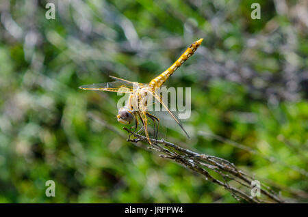 Eine bunte Meadowhawk in der Nähe von Mount Lassen Kalifornien Stockfoto