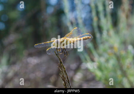 Eine bunte Meadowhawk in der Nähe von Mount Lassen Kalifornien Stockfoto