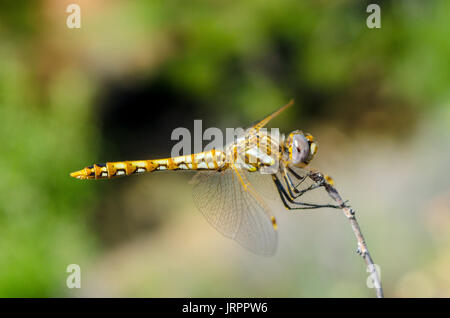 Eine bunte Meadowhawk in der Nähe von Mount Lassen Kalifornien Stockfoto