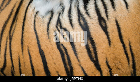 Hintergrund strukturierte von Bengal Tiger Fell Nahaufnahme Stockfoto
