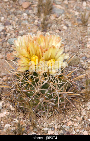 Pima-Ananas-Kaktus-kahl Robustispina var Robustispina Pima County, Arizona, USA Blumen Cactaceae auch bekannt als Robustspine Stockfoto