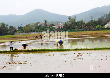 HAI DUONG, Vietnam, 26. Juni: Bauern Reis im Bereich am 26. Juni 2013 in Hai Duong, Vietnam. Reis ist das älteste professionelle im ländlichen Vietnam. Stockfoto