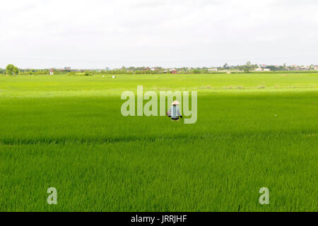 HAI DUONG, VIETNAM, Juli, 20: Vietnamesische Bauern pflanzen Reis Saatgut in das Feld am Juli, 20 2013 in Hai Duong Red River Delta, Vietnam. Stockfoto