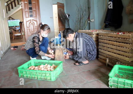 HAI DUONG, VIETNAM, Juli, 28:Vietnamesische Bauern Ei im Inkubator am Juli, 28 2013 in Hai Duong, Red River Delta, Vietnam. Stockfoto