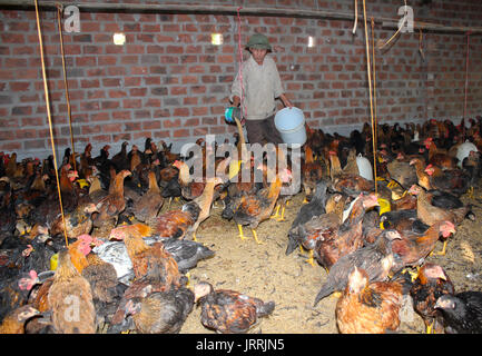 HAI DUONG, VIETNAM, Juli, 30:Vietnamesische farmer Huhn mit Reis am Juli, 30 2013 in Hai Duong, Red River Delta, Vietnam Stockfoto