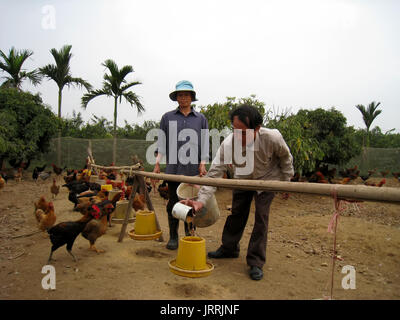 HAI DUONG, VIETNAM, Juli, 30:Vietnamesische farmer Huhn mit Reis am Juli, 30 2013 in Hai Duong, Red River Delta, Vietnam. Stockfoto