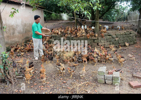 HAI DUONG, VIETNAM, Juli, 30:Vietnamesische farmer Huhn mit Reis am Juli, 30 2013 in Hai Duong, Red River Delta, Vietnam. Stockfoto