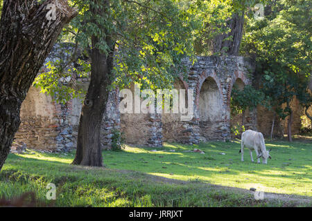 Estas Ruinas de un viejo Acueducto de una Hacienda kolonialen en la que funcionaba un Trapiche de Caña de Azúcar, ahora olvidado en El Campo con Ganado Stockfoto