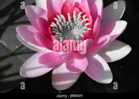 Nymphaea Seerose Pink, Pink, Pink Lotus Stockfoto
