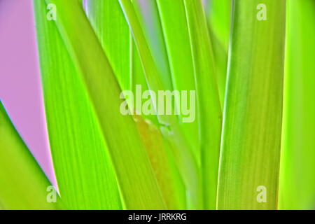 Abstrakte Hyacinthus orientalis, Hyazinthe, Stockfoto