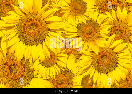 Muster von hellen gelben Sonnenblumen auf einem weißen Hintergrund isoliert, eine unausgereifte Sonnenblume mit gelber Mitte, ein Hintergrund der gelben Blumen Stockfoto