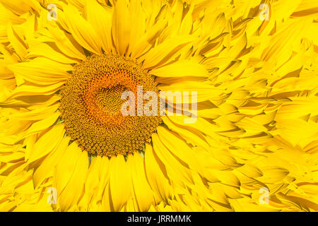 Ein Muster von hellen gelben Sonnenblumen auf einem weißen Hintergrund isoliert, eine unausgereifte Sonnenblume mit gelbem Zentrum, dem Hintergrund eine gelbe Blume Stockfoto