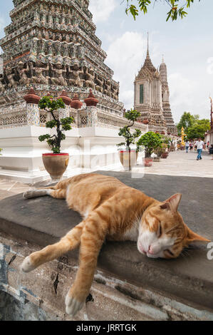 Katze ruht auf dem Gelände des Wat Arun Tempel, auf dem Fluss Chao Phraya. Yai district, Bangkok, Thailand Stockfoto