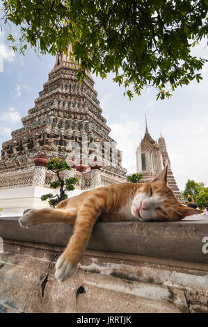 Katze ruht auf dem Gelände des Wat Arun Tempel, auf dem Fluss Chao Phraya. Yai district, Bangkok, Thailand Stockfoto