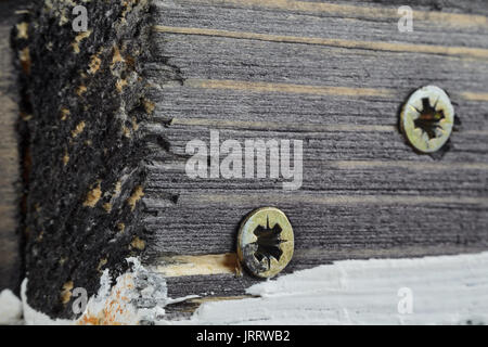 Die beiden Schraubenköpfe auf schmutzigen Dunkel lackiertem Holz Oberfläche. Makro Snapshot Stockfoto