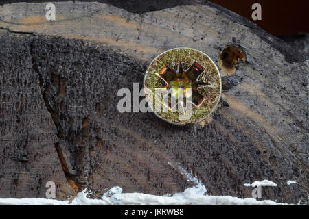 Schraubenkopf auf schmutzigen Dunkel lackiertem Holz Oberfläche. Makro Snapshot Stockfoto