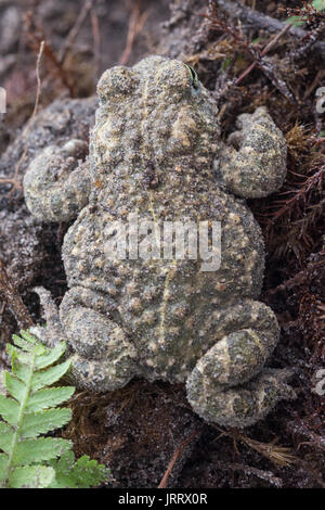 Nahaufnahme der kreuzkröte (Bufo calamita oder Epidalea calamita) Stockfoto