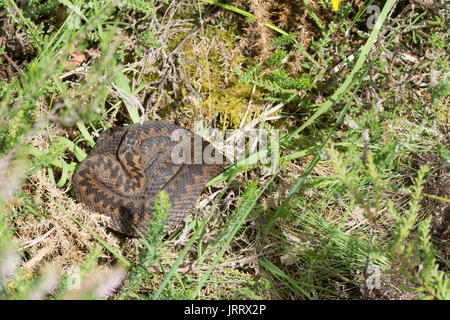 Weibliche Kreuzotter (Vipera berus) Sonnenbaden auf Moss in Heide in Surrey, Großbritannien Stockfoto