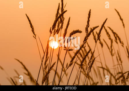 Sonne und Unkraut mit orange gelb Töne Stockfoto