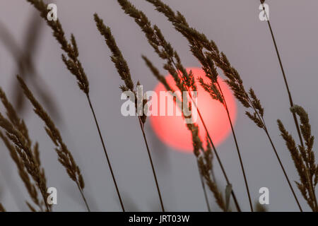 Rote Sonne und Unkraut spike Natur Hintergrund Stockfoto