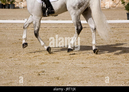 Pferd Beine Detail während Equestrian Übung in Montenmedio, Cadiz, Andalusien, Spanien Stockfoto