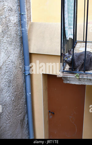 Graue Katze ein Auge auf Sachen von einem Balkon, Cherta, Tarragona, Spanien. Stockfoto