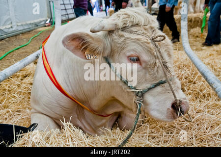 Bull Rindfleisch Charolais zu züchten, ist ein Rennen, das eine sehr gutes Fleisch-Konformation, Pozoblanco, Provinz Córdoba, Andalusien, Spanien Stockfoto