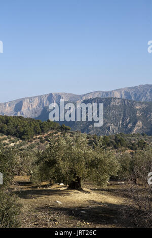 Bereich der Olivenbäume ökologischen in der Nähe von Jaen, Andalusien, Spanien Stockfoto