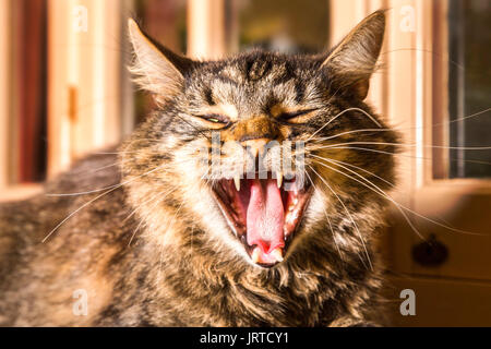 Nahaufnahme von gähnen, zufriedene schildpatt Katze, sitzend auf der Rückseite des Sofa vor Windows. Stockfoto