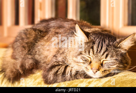 Zufriedene schildpatt Katze schlafend auf der Rückseite des Sofa vor Windows. Stockfoto