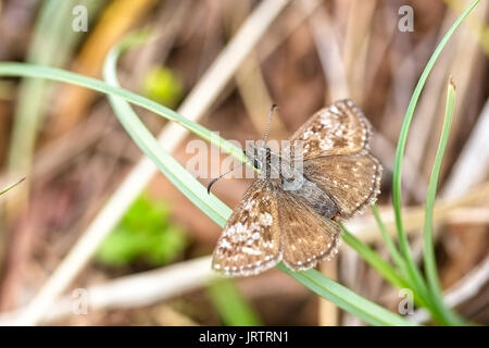 Schmuddelig Skipper, (erynnis Tages), ausruhen, Eifel, Deutschland. Stockfoto