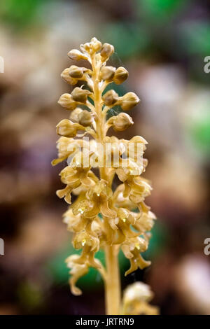 Bird's Nest Orchid (Neottia nidus-avis), Eifel, Deutschland. Stockfoto