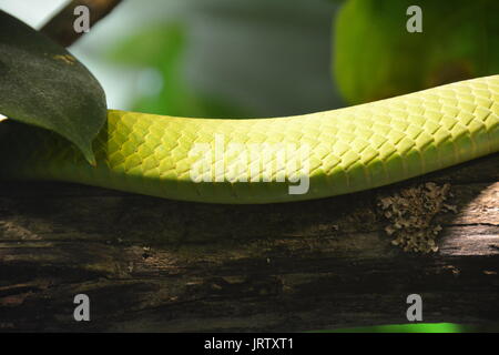 Grüne Mamba Schlange Stockfoto