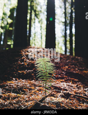 Einsames Farn heraus aus den Piniennadeln und Erfassung der goldenen Licht der Redwood Forest in den Otway Ranges, Victoria, Australien. Stockfoto