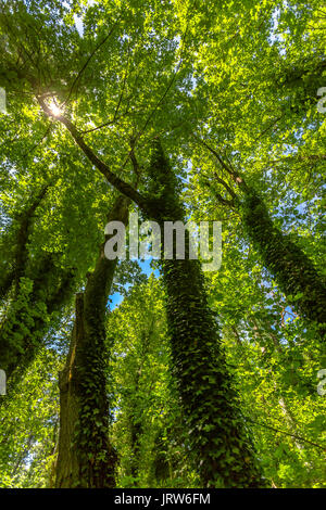 Grand grüne Bäume mit Reben klettern bis zum Vordach in Washington. Wandern und Reisen Aussicht in der Nähe von Mount Rainier in Washington über. Stockfoto