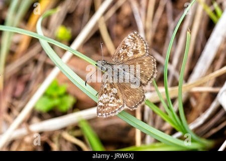 Schmuddelig Skipper, (erynnis Tages), ausruhen, Eifel, Deutschland. Stockfoto