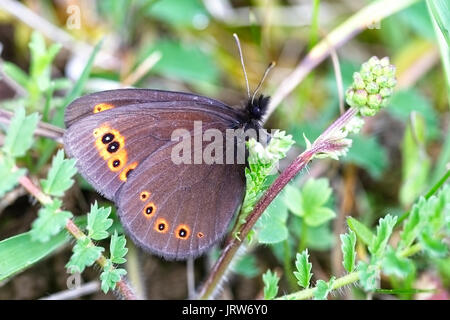 Berg Ringelwürmer Schmetterling (Coenonympha epiphron), Eifel, Deutschland. Stockfoto